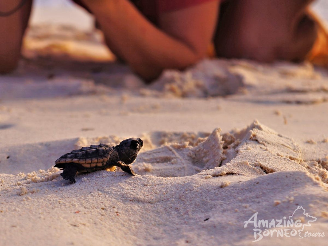 2D1N Sandakan - Selingan Turtle Island Escape