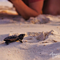 2D1N Sandakan - Selingan Turtle Island Escape