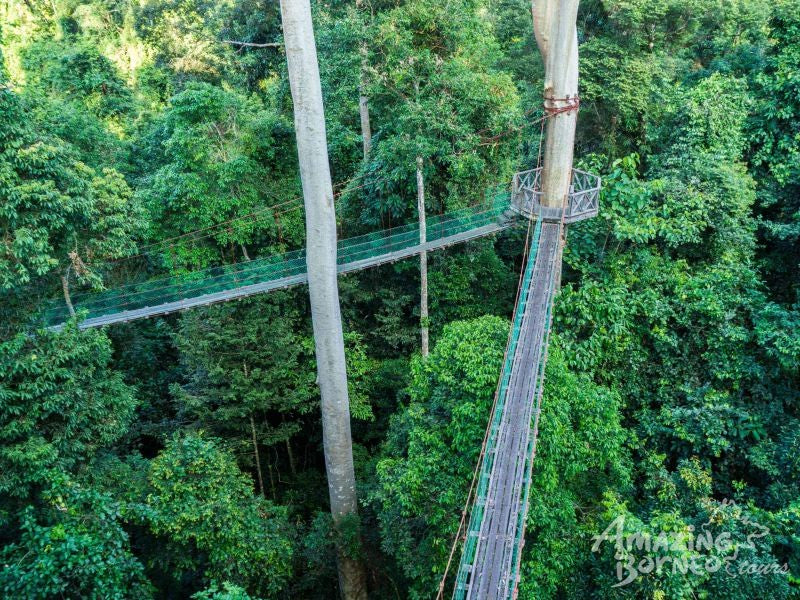 5D4N Wonders Of Kinabatangan River & Danum Valley