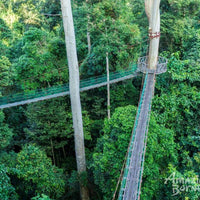 5D4N Wonders Of Kinabatangan River & Danum Valley