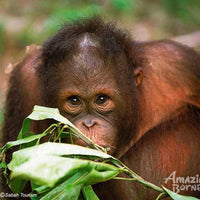 3D2N Bilit Rainforest Lodge - Sepilok Orangutan / Kinabatangan River / Gomantong Cave