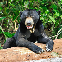 2D1N Bilit Rainforest Lodge - Sepilok Orangutan / Kinabatangan River / Gomantong Cave