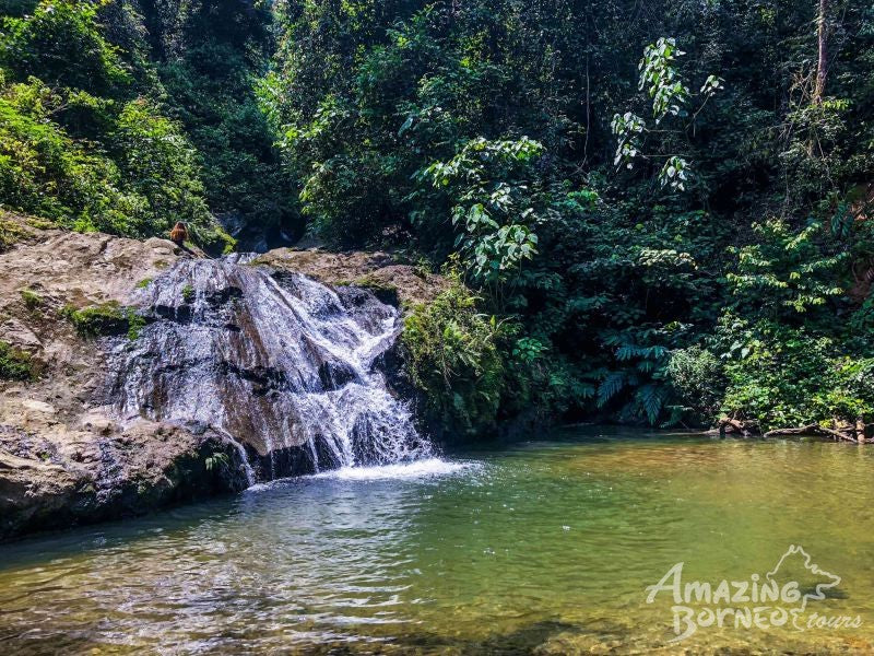 5D4N Wonders Of Kinabatangan River & Danum Valley
