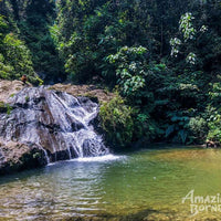 5D4N Wonders Of Kinabatangan River & Danum Valley