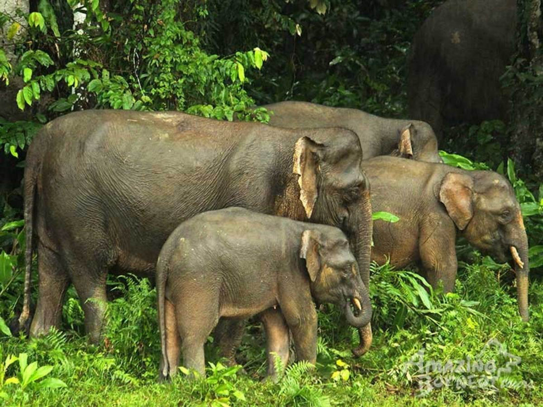 3D2N Selingan Turtle Island & Bilit Rainforest Lodge