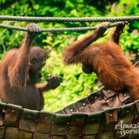 7D6N Wildlife Explorer & Magellan Sutera Resort Stay
