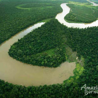3D2N Bilit Rainforest Lodge - Sepilok Orangutan / Kinabatangan River / Gomantong Cave