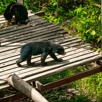 5D4N Selingan Turtle Island & Kinabatangan River Cruise Safari with Sepilok Orangutan & Bornean Sun Bear
