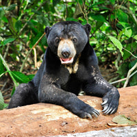 4D3N Selingan Turtle Island & Kinabatangan River Cruise Safari with Sepilok Orangutan & Bornean Sun Bear