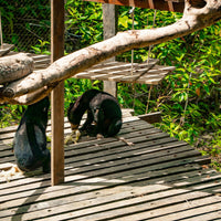 4D3N Selingan Turtle Island & Kinabatangan River Cruise Safari with Sepilok Orangutan & Bornean Sun Bear