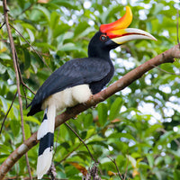2D1N Kinabatangan River Cruise Safari With Bilit Adventure Lodge Stay