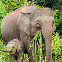 4D3N Selingan Turtle Island & Kinabatangan River Cruise Safari with Sepilok Orangutan & Bornean Sun Bear