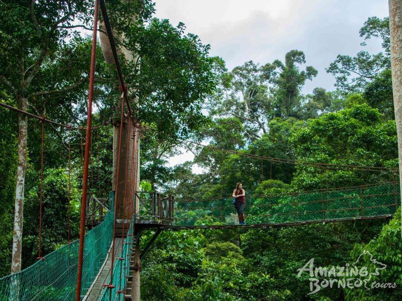 5D4N Wonders Of Kinabatangan River & Danum Valley