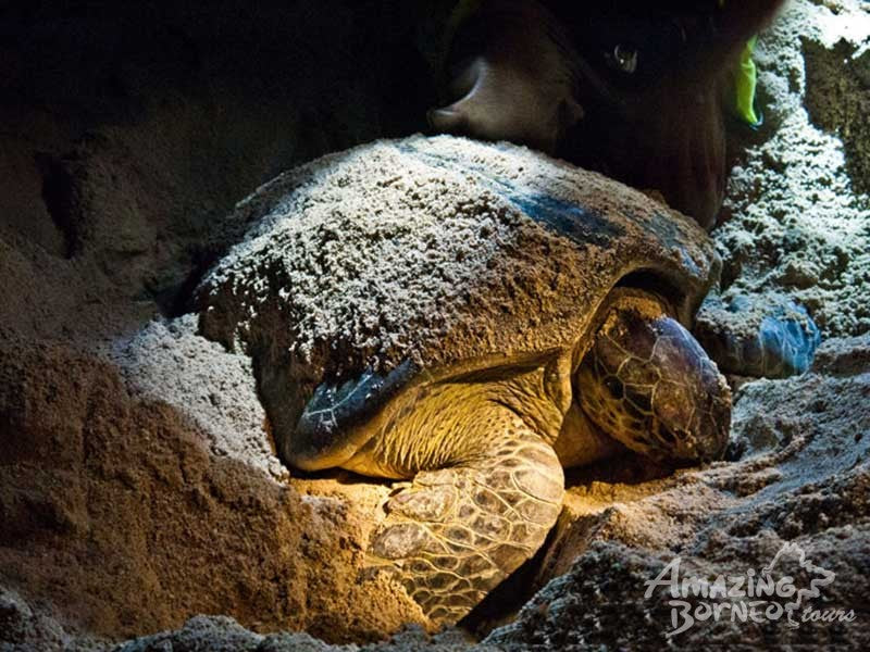 2D1N Sandakan - Selingan Turtle Island Escape
