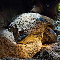 2D1N Sandakan - Selingan Turtle Island Escape