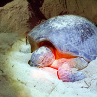 4D3N Selingan Turtle Island & Kinabatangan River Cruise Safari with Sepilok Orangutan & Bornean Sun Bear