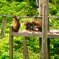 3D2N Bilit Adventure Lodge: Kinabatangan River Cruises, Sepilok Orangutan & Bornean Sun Bear