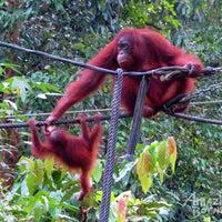 A Journey Through Sabah - 10 Days