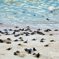 2D1N Sandakan - Selingan Turtle Island Escape