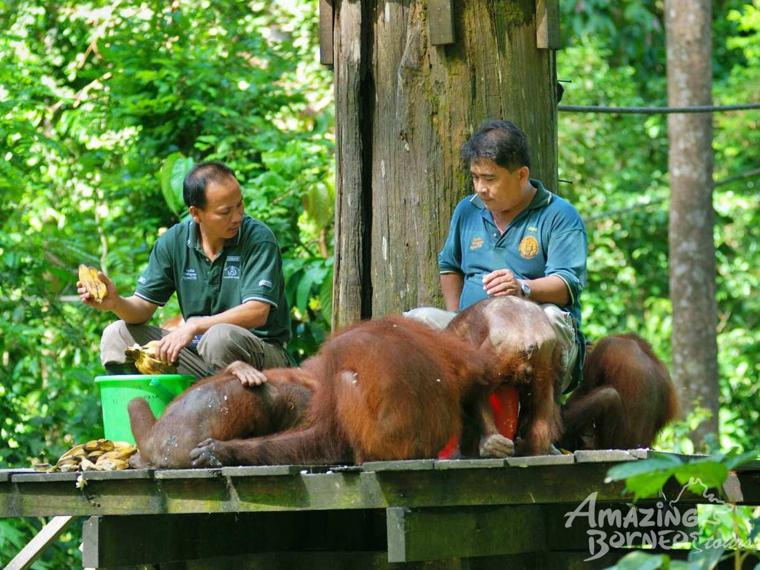 Sandakan - Sepilok Orang Utan Centre & Labuk Bay