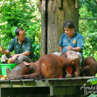 Sandakan - Sepilok Orang Utan Centre & Labuk Bay