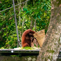 Sandakan - Sepilok Orang Utan Centre & Labuk Bay