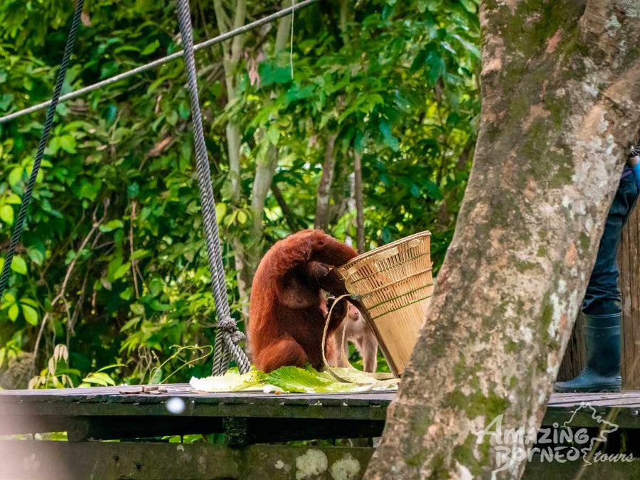 Sandakan - Sepilok Orang Utan Centre & Labuk Bay