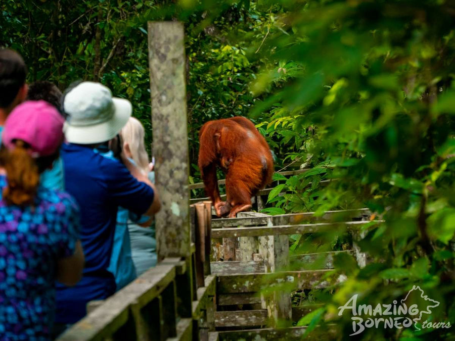 Sandakan - Sepilok Orang Utan Centre