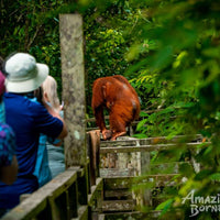 3D2N Bilit Rainforest Lodge - Sepilok Orangutan / Kinabatangan River / Gomantong Cave