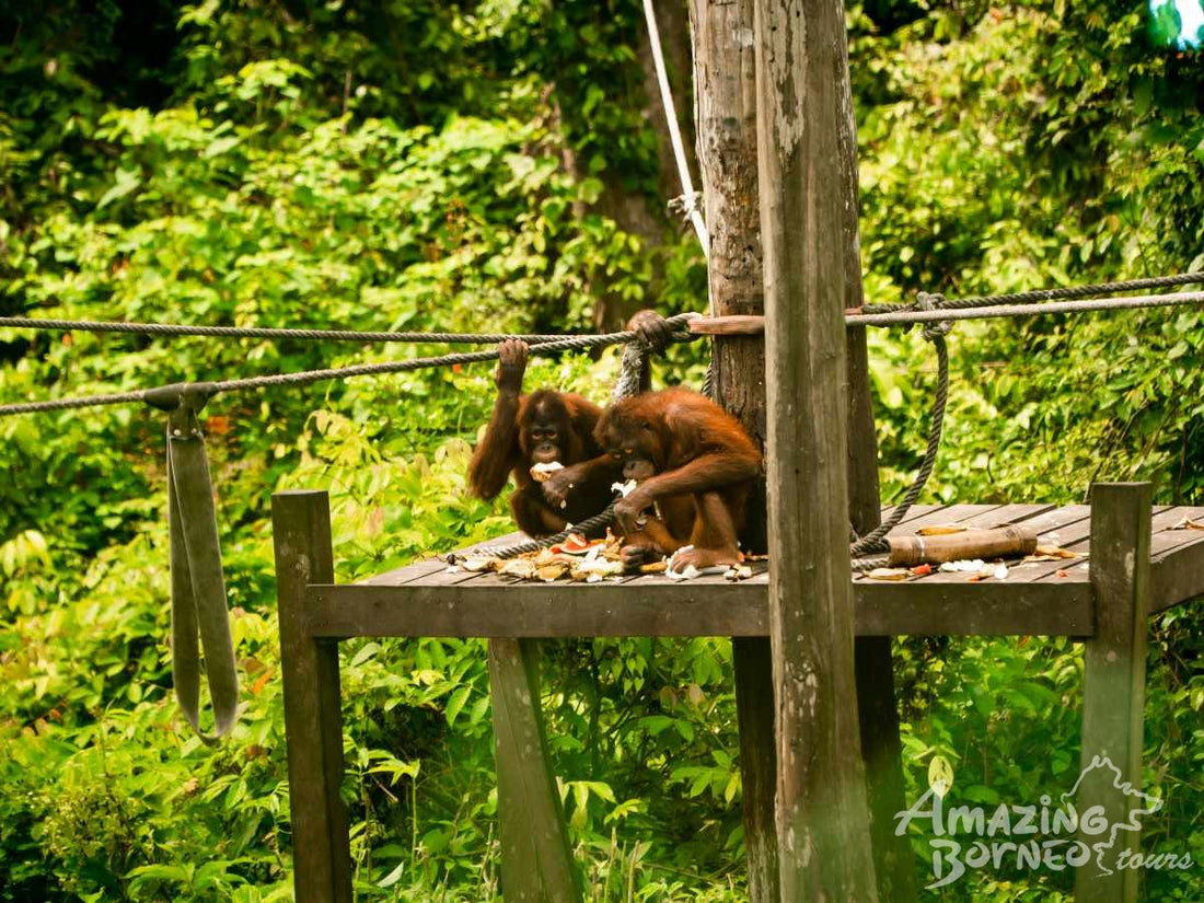 Sandakan - Sepilok Orang Utan Centre & Labuk Bay