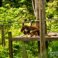 Sandakan - Sepilok Orang Utan Centre & Labuk Bay