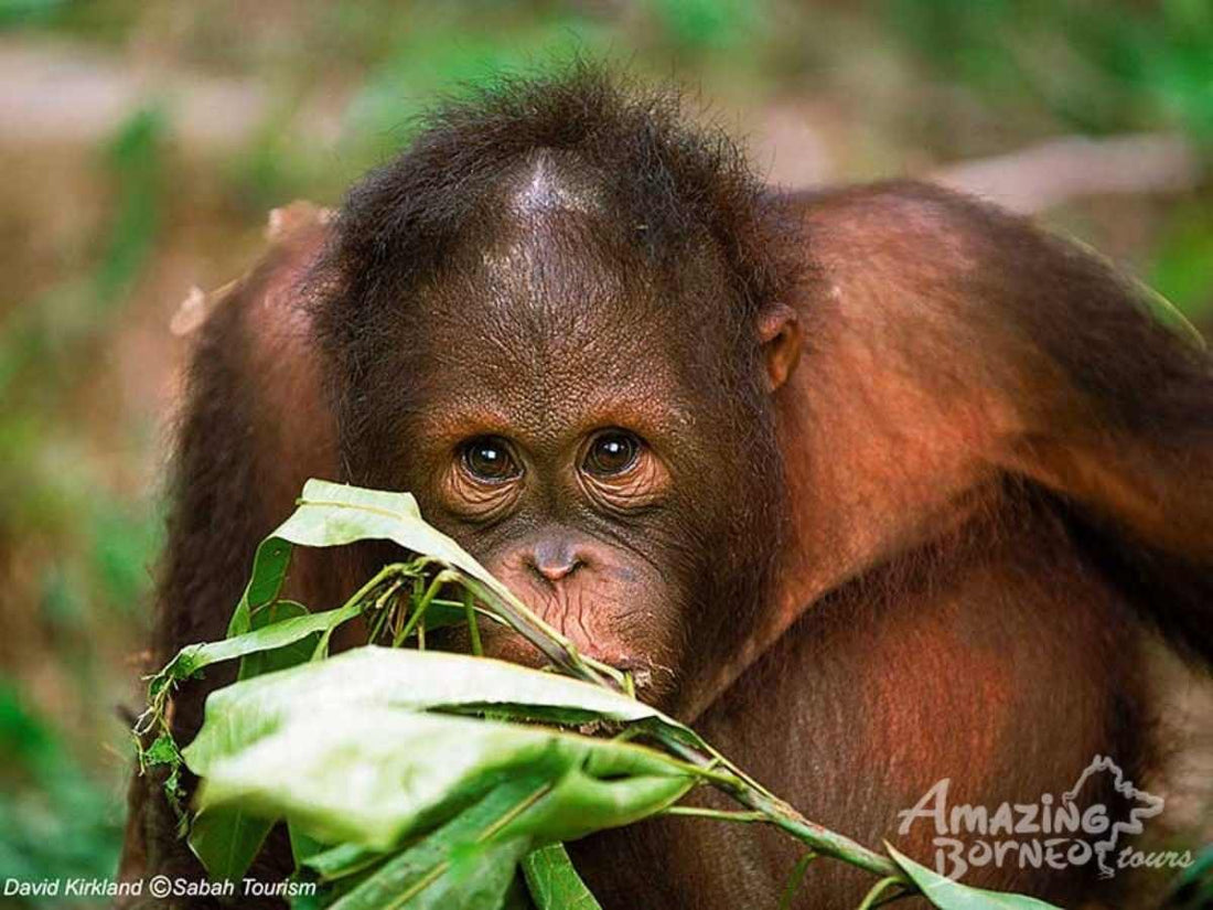 3D2N Bilit Rainforest Lodge - Sepilok Orangutan / Kinabatangan River / Gomantong Cave