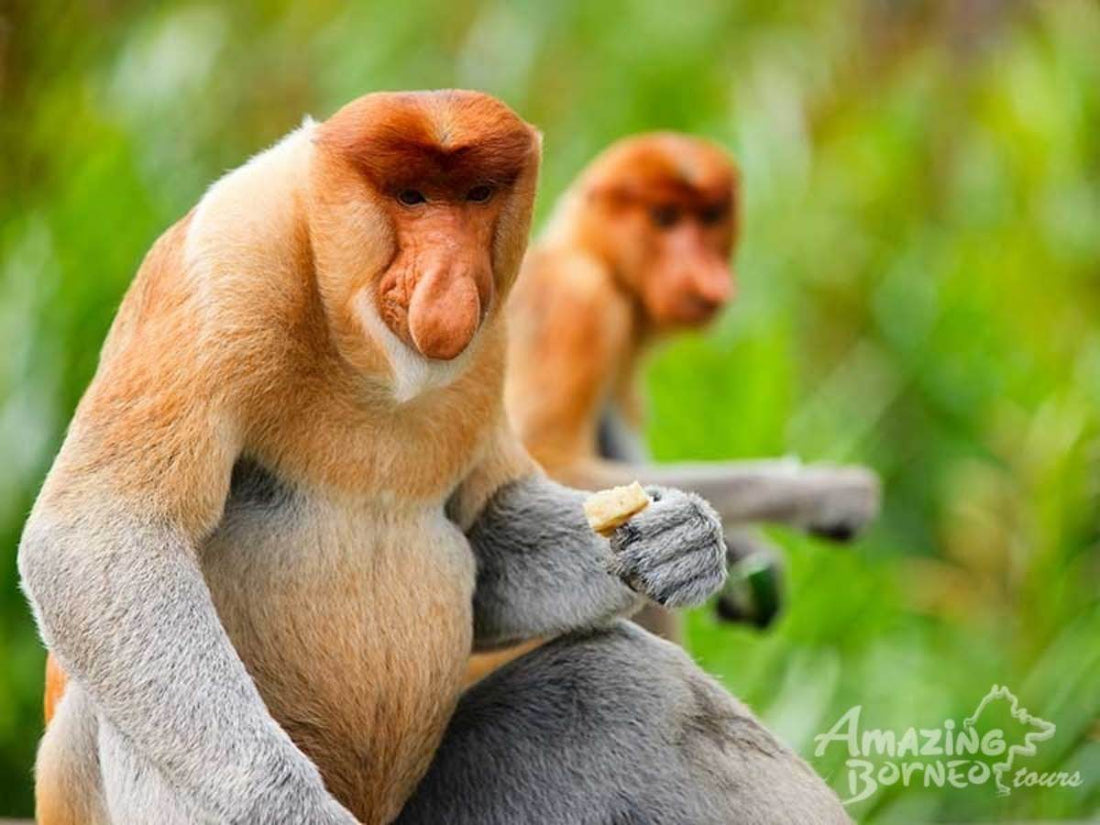 Sandakan - Sepilok Orang Utan Centre & Labuk Bay