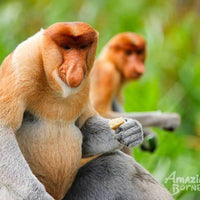 Sandakan - Sepilok Orang Utan Centre & Labuk Bay