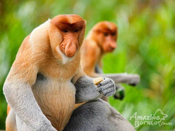 Sandakan - Sepilok Orang Utan Centre & Labuk Bay