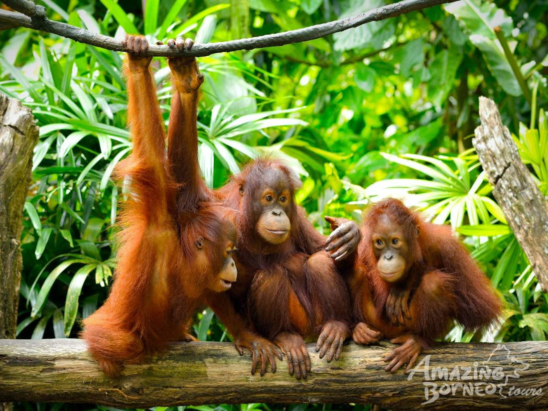 Borneo Wildlife Safari & Resort Retreat - 6 Days