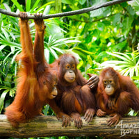 Borneo Wildlife Safari & Resort Retreat - 6 Days