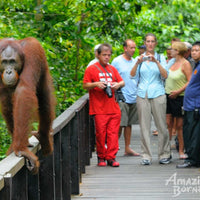 Best of Sabah Adventure - 10 Days