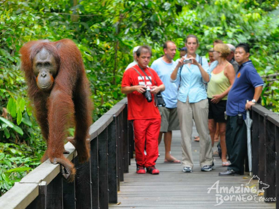 Best of Sabah Adventure - 10 Days