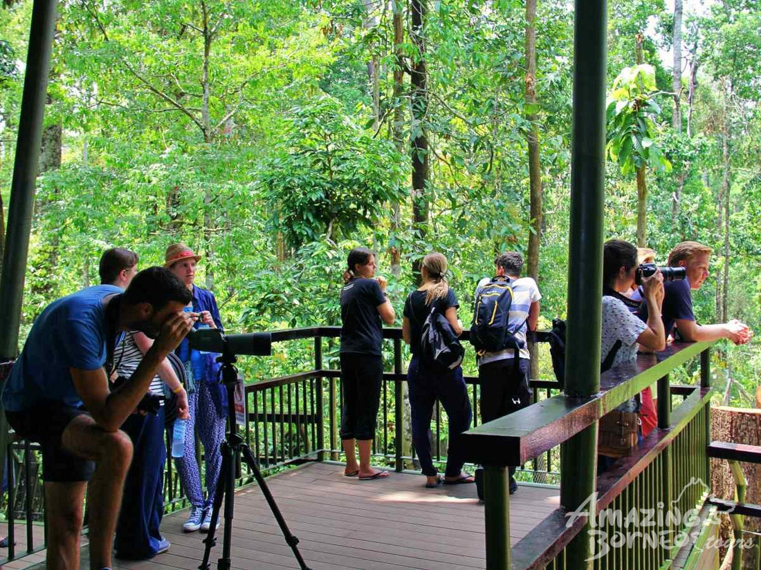 Borneo Wildlife Safari & Resort Retreat - 6 Days