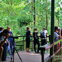 3D2N Bilit Rainforest Lodge - Sepilok Orangutan / Kinabatangan River / Gomantong Cave