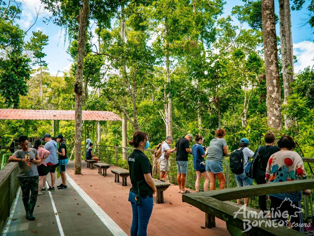 3D2N Bilit Rainforest Lodge - Sepilok Orangutan / Kinabatangan River / Gomantong Cave