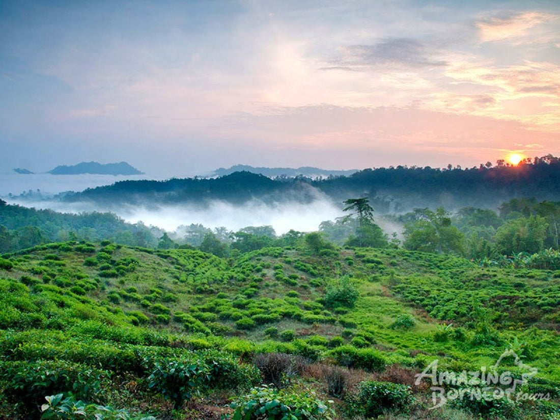 North Borneo Express & Sunset Dinner Cruise - 7 Days