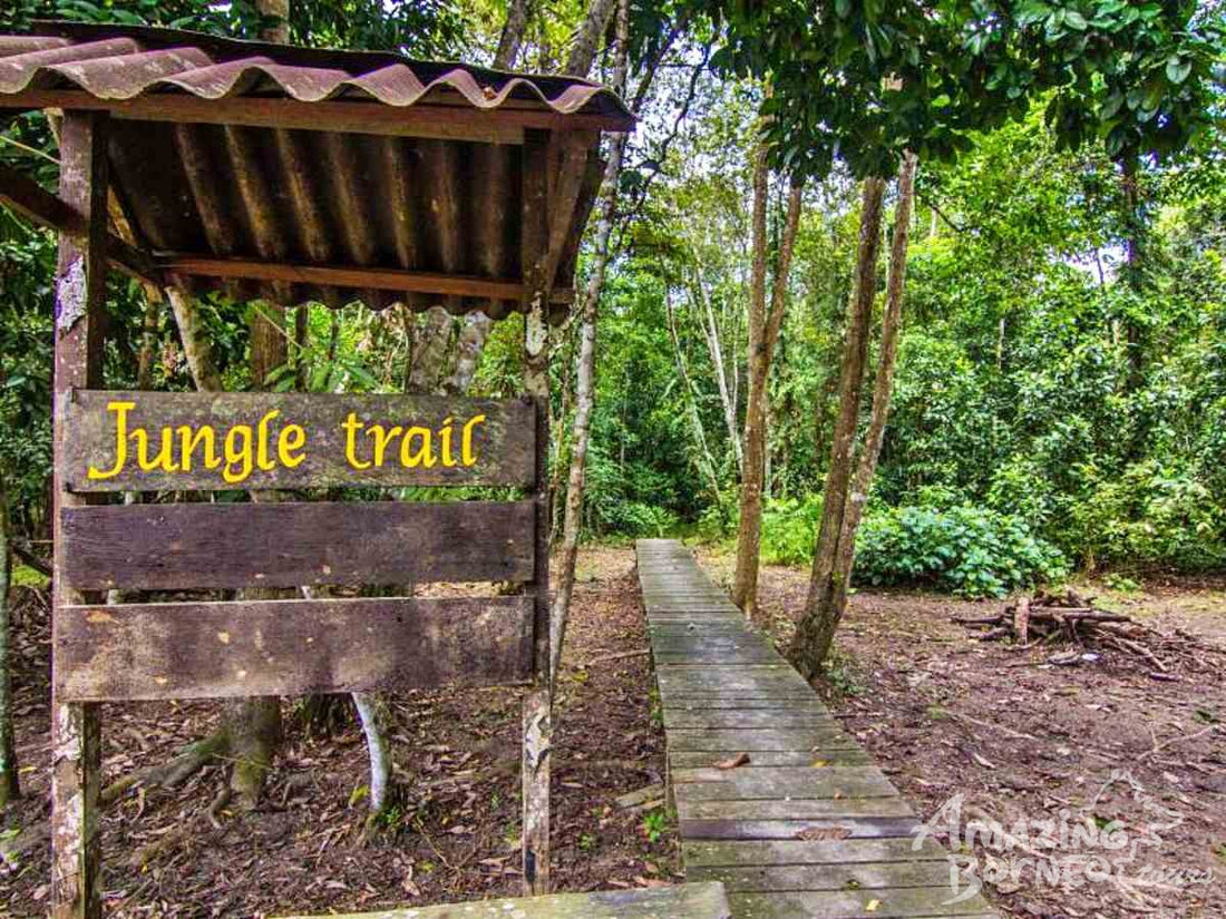 3D2N Bilit Rainforest Lodge - Sepilok Orangutan / Kinabatangan River / Gomantong Cave