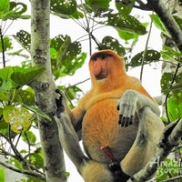 2D1N Borneo Natural Sukau Bilit Resort - Kinabatangan River Cruises & Jungle Walk