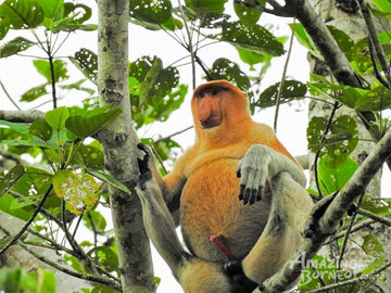 2D1N Borneo Natural Sukau Bilit Resort - Kinabatangan River Cruises & Jungle Walk