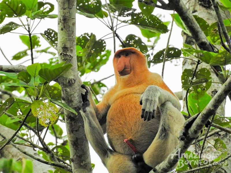 2D1N Borneo Natural Sukau Bilit Resort - Kinabatangan River Cruises & Jungle Walk