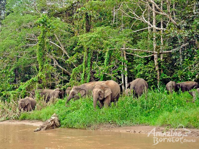 2D1N Borneo Natural Sukau Bilit Resort - Kinabatangan River Cruises & Jungle Walk