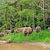 2D1N Borneo Natural Sukau Bilit Resort - Kinabatangan River Cruises & Jungle Walk