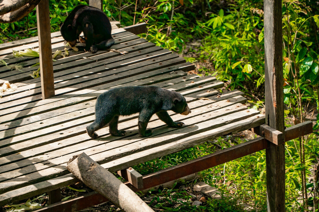 5D4N Selingan Turtle Island & Kinabatangan River Cruise Safari with Sepilok Orangutan & Bornean Sun Bear